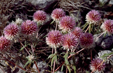 APII jpeg image of Gomphrena canescens subsp. canescens  © contact APII