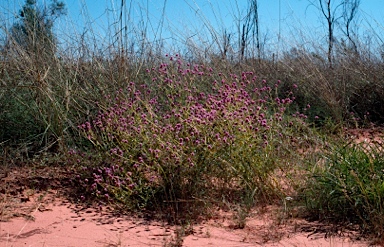 APII jpeg image of Gomphrena flaccida  © contact APII