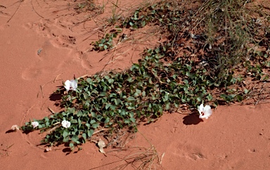 APII jpeg image of Gossypium rotundifolium  © contact APII