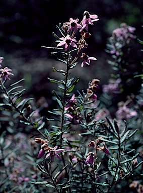 APII jpeg image of Guichenotia angustifolia  © contact APII