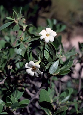 APII jpeg image of Gardenia  © contact APII