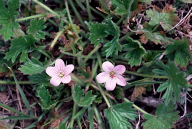 APII jpeg image of Geranium antrorsum  © contact APII