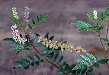 APII jpeg image of Glycyrrhiza acanthocarpa  © contact APII