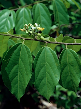 APII jpeg image of Grewia oxyphylla  © contact APII