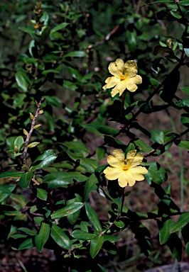 APII jpeg image of Hibbertia brownii  © contact APII