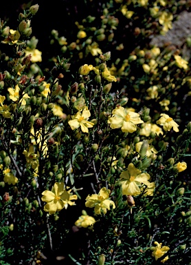 APII jpeg image of Hibbertia calycina  © contact APII