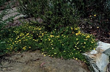 APII jpeg image of Hibbertia diffusa  © contact APII