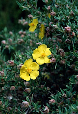 APII jpeg image of Hibbertia kaputarensis  © contact APII