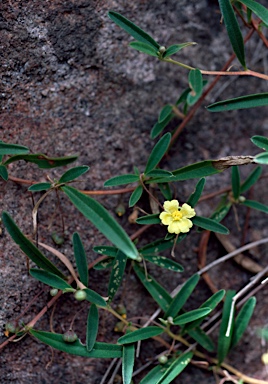 APII jpeg image of Hibbertia lepidota  © contact APII