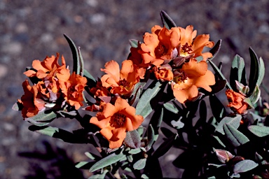 APII jpeg image of Hibbertia miniata  © contact APII