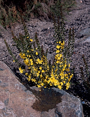 APII jpeg image of Hibbertia pungens  © contact APII