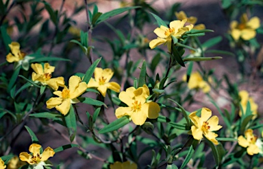 APII jpeg image of Hibbertia saligna  © contact APII