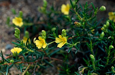 APII jpeg image of Hibbertia spicata  © contact APII