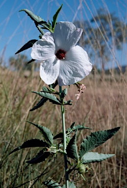 APII jpeg image of Hibiscus meraukensis  © contact APII