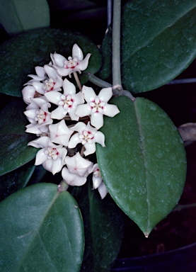 APII jpeg image of Hoya australis subsp. australis  © contact APII