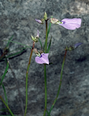 APII jpeg image of Hybanthus monopetalus  © contact APII