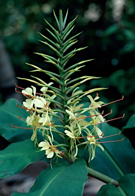 APII jpeg image of Hedychium gardnerianum  © contact APII