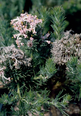 APII jpeg image of Isopogon inconspicuus  © contact APII