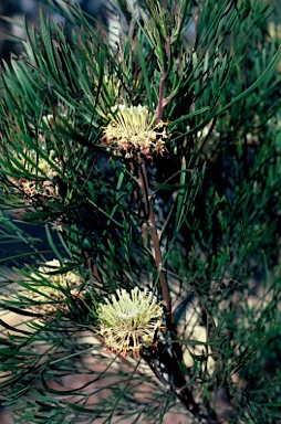 APII jpeg image of Isopogon dawsonii  © contact APII