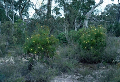 APII jpeg image of Isopogon anethifolius  © contact APII