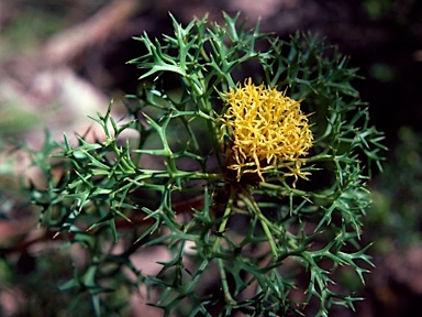 APII jpeg image of Isopogon ceratophyllus  © contact APII