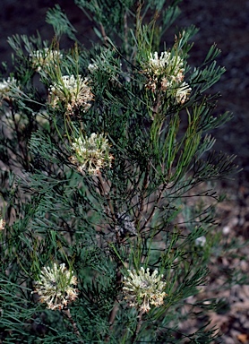 APII jpeg image of Isopogon dawsonii  © contact APII