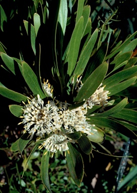 APII jpeg image of Isopogon fletcheri  © contact APII