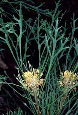 APII jpeg image of Isopogon petiolaris  © contact APII