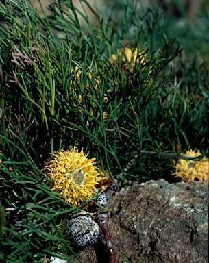 APII jpeg image of Isopogon prostratus  © contact APII