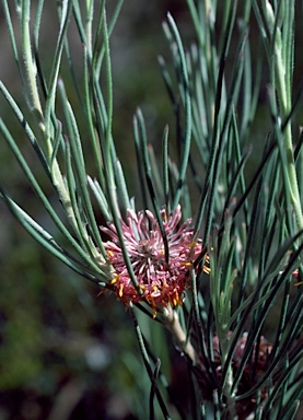 APII jpeg image of Isopogon scabriusculus subsp. stenophyllus  © contact APII