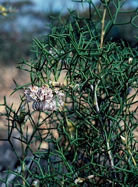 APII jpeg image of Isopogon teretifolius subsp. teretifolius  © contact APII