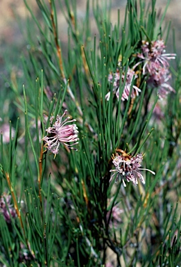 APII jpeg image of Isopogon teretifolius subsp. petrophiloides  © contact APII