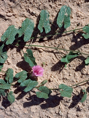 APII jpeg image of Ipomoea muelleri  © contact APII