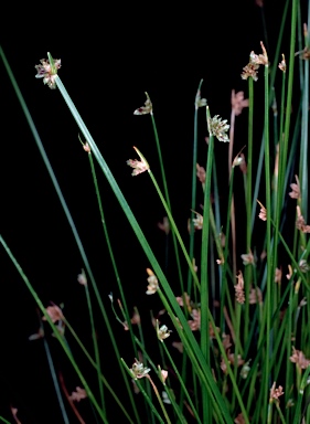 APII jpeg image of Isolepis humillima  © contact APII