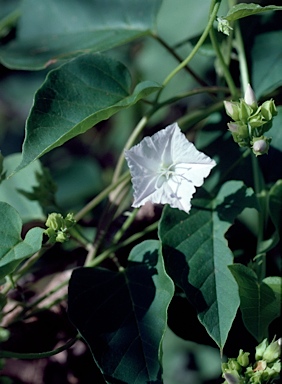 APII jpeg image of Jacquemontia paniculata  © contact APII