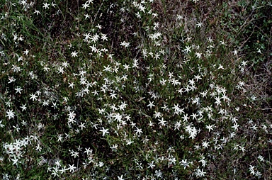 APII jpeg image of Jasminum suavissimum  © contact APII