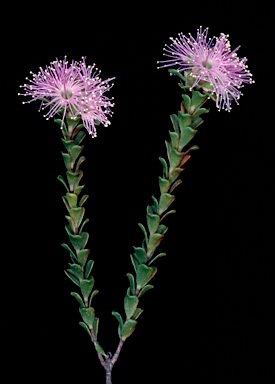 APII jpeg image of Kunzea capitata  © contact APII