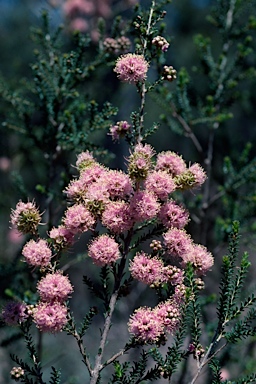 APII jpeg image of Kunzea ciliata  © contact APII