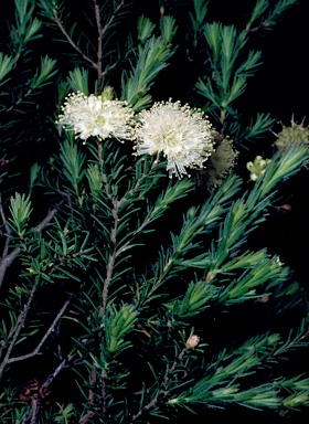 APII jpeg image of Kunzea glabrescens  © contact APII