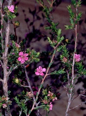 APII jpeg image of Kunzea jucunda  © contact APII