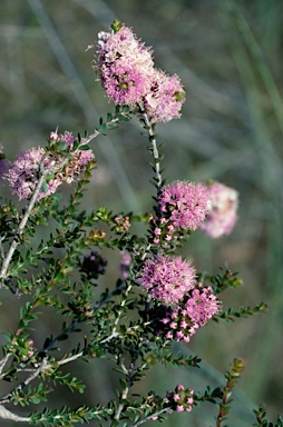 APII jpeg image of Kunzea micrantha  © contact APII