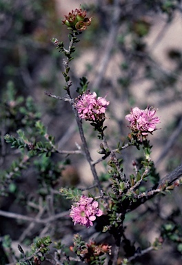 APII jpeg image of Kunzea micromera  © contact APII