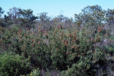 APII jpeg image of Lambertia multiflora var. multiflora  © contact APII