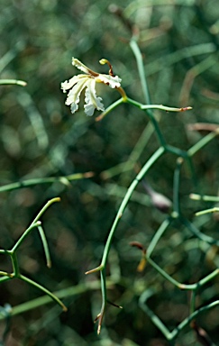 APII jpeg image of Lechenaultia divaricata  © contact APII