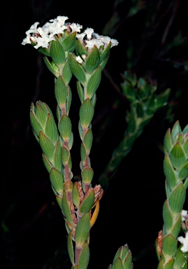 APII jpeg image of Leucopogon gnaphalioides  © contact APII