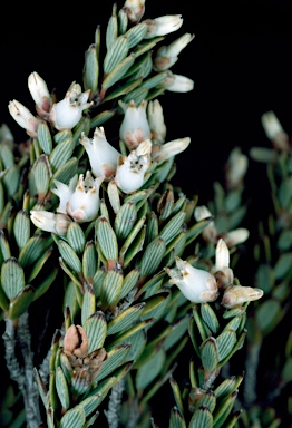 APII jpeg image of Acrothamnus hookeri  © contact APII