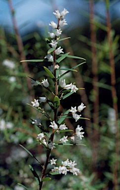 APII jpeg image of Leucopogon leptospermoides  © contact APII