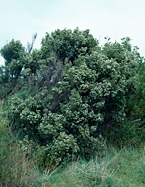 APII jpeg image of Leucopogon parviflorus  © contact APII