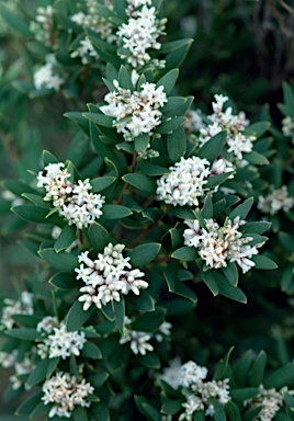 APII jpeg image of Leucopogon parviflorus  © contact APII