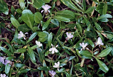 APII jpeg image of Lobelia anceps  © contact APII